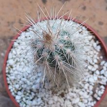 Foto de un cactus que se está identificando actualmente