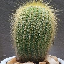 A photo of Parodia leninghausii