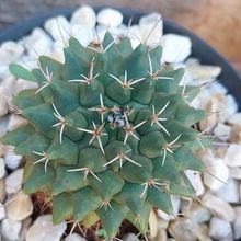 Una foto de Mammillaria compressa ssp. compressa