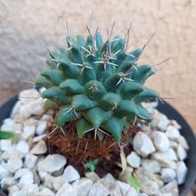 Una foto de Mammillaria compressa ssp. compressa