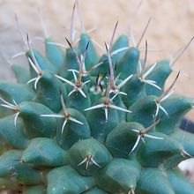 Una foto de Mammillaria compressa ssp. compressa