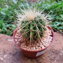 Una foto de Echinocactus grusoni