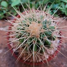 Una foto de Echinocactus grusoni