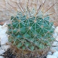 Photo of a cactus currently being identified