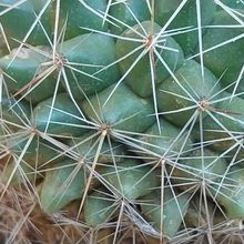 Photo of a cactus currently being identified
