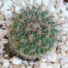 Photo of a cactus currently being identified