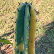 Photo of a cactus currently being identified
