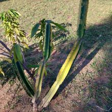 Photo of a cactus currently being identified