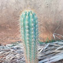 A photo of Pilosocereus gounellei
