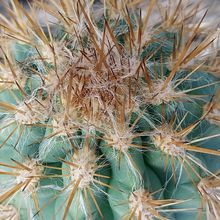 A photo of Pilosocereus gounellei
