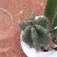 Una foto de Cereus repandus
