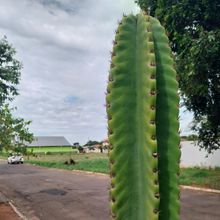 Una foto de Cereus repandus