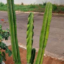 Una foto de Cereus repandus