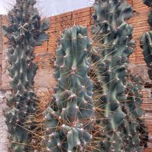 Una foto de Cereus peruvianus fma. monstruosa