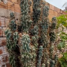 Una foto de Cereus peruvianus fma. monstruosa