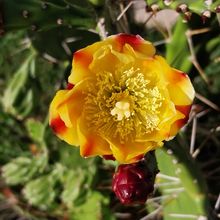 Una foto de Opuntia monacantha