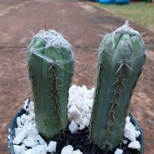 Una foto de Pilosocereus leucocephalus