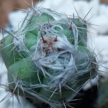 Una foto de Pilosocereus leucocephalus