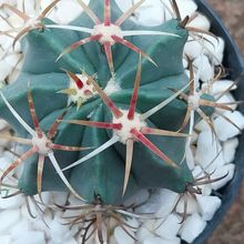 Photo of a cactus currently being identified