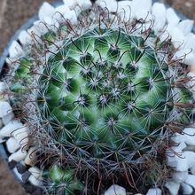 A photo of Mammillaria zeilmanniana