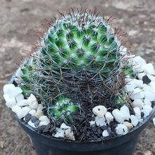 A photo of Mammillaria zeilmanniana