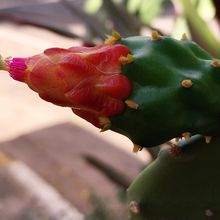 A photo of Nopalea cochenillifera