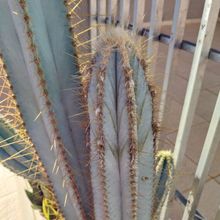 Una foto de Pilosocereus magnificus