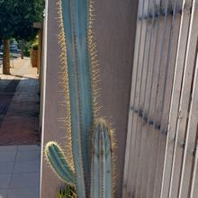 Una foto de Pilosocereus magnificus