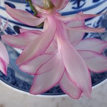 A photo of Schlumbergera truncata