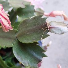 A photo of Schlumbergera truncata