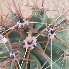 Una foto de Ferocactus peninsulae