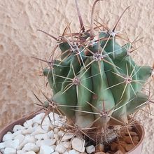 Una foto de Ferocactus peninsulae
