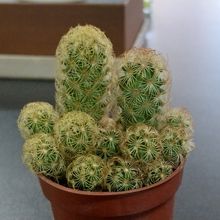 A photo of Mammillaria elongata