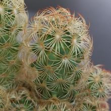 A photo of Mammillaria elongata