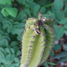 Photo of a cactus currently being identified