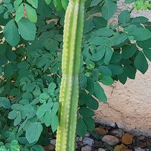 Photo of a cactus currently being identified