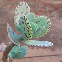 A photo of Kalanchoe marmorata