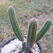 Photo of a cactus currently being identified