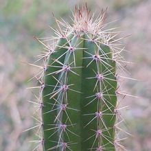 Photo of a cactus currently being identified