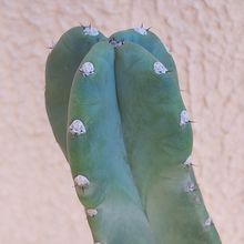 A photo of Cereus jamacaru