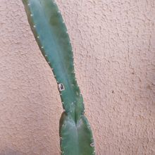 A photo of Cereus jamacaru