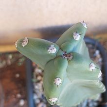 A photo of Cereus jamacaru