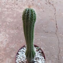 Photo of a cactus currently being identified
