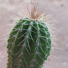 Photo of a cactus currently being identified