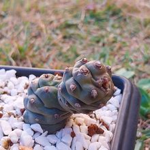 Una foto de Tephrocactus articulatus