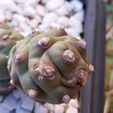 Una foto de Tephrocactus articulatus