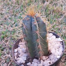 Una foto de Cereus peruvianus