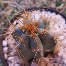 Una foto de Cereus peruvianus