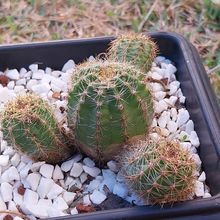 A photo of Echinopsis oxygona