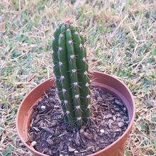 Photo of a cactus currently being identified